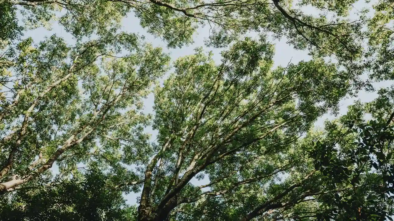 xxnxxx日本探索亚洲数字文化的独特魅力